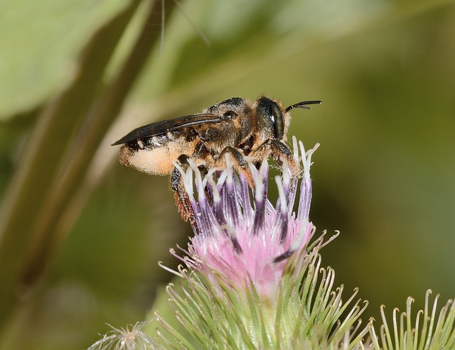 Mégachile sur fleur de bardane auxiliaire
