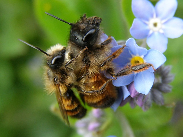 Couple d'osmie rousse. Ce sont des hôtes assidus des hôtels à insectes auxiliaire