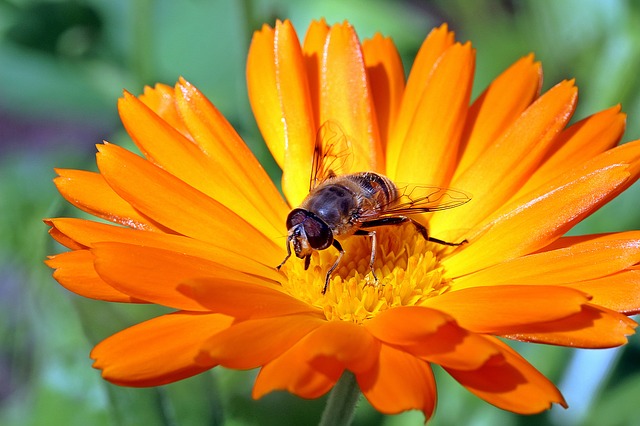 pollinisateur