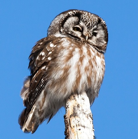 La tête ronde et le disque facial marqué sont des caractéristiques marquantes de la Nyctale de Tengmalm Une chouette de Tengmalm