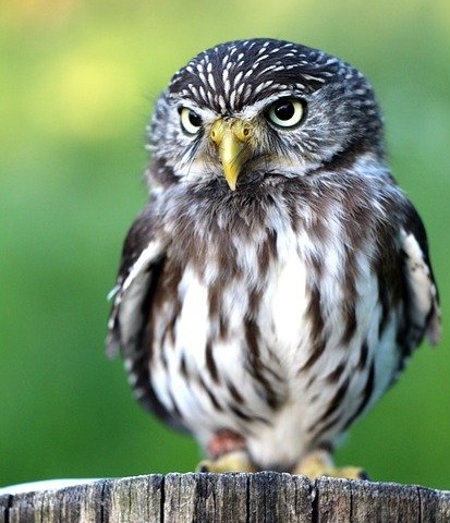 La chevêchette est la plus petite espèce de chouette d'Europe La chevêchette d'Europe