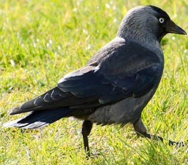 Le choucas est un oiseau très intelligent semblable au corbeau Un choucas des tours