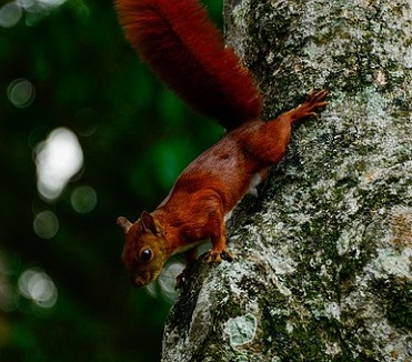 Les ecureuils peuvent occuper une grande diversité de nichoirs à oiseaux écureuil