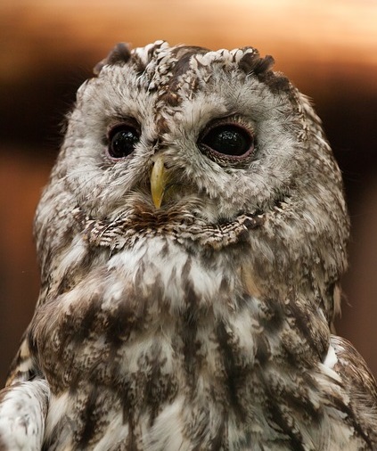 La chouette hulotte est l'espèce la plus répandue en France La Hulotte a les yeux entièrement noir