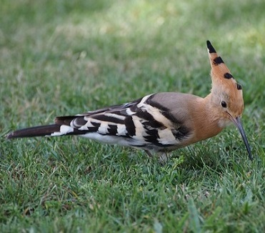 La huppe fasciée est un très bel oiseau insectivore Une huppe fasciée