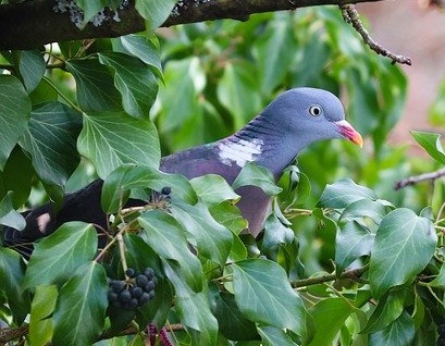 Les pigeons peuvent parfois occuper les nichoirs à chouettes Un pigeon ramier
