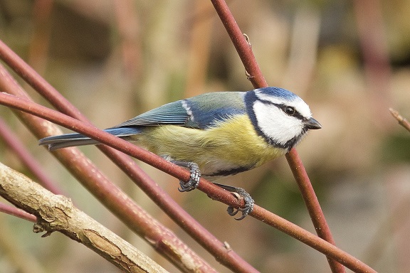 oiseaux mésange bleue