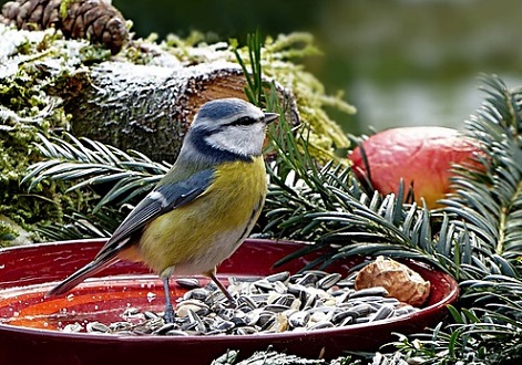 La mésange bleue est très friande de graines de tournesols durant l'hiver oiseaux