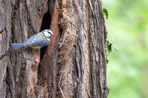 Mésange bleue construisant son nid dans un vieil arbre creux oiseaux