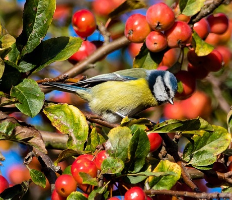 Mésange bleue cherchant des carpocapses des pommes sur un pommier d'ornement oiseaux