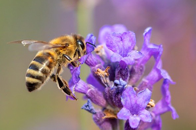 Une abeille butine une fleur de sauge