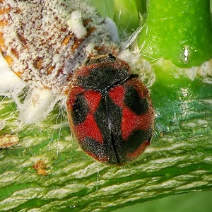Rodolia cardinalis est une coccinelle inféodée à la cochenille australienne.