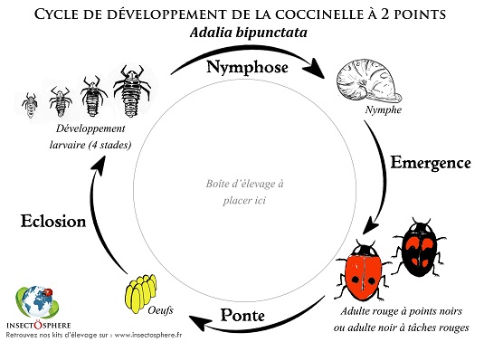 Plateau pour le kit d'élevage coccinelle Insectosphère Plateau pour le kit d'élevage coccinelles