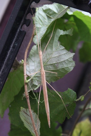 L'adulte emet une odeur caractéristique d'asperge lorsqu'il est dérangé L'adulte emet une odeur caractéristique d'asperge lorsqu'il est dérangé