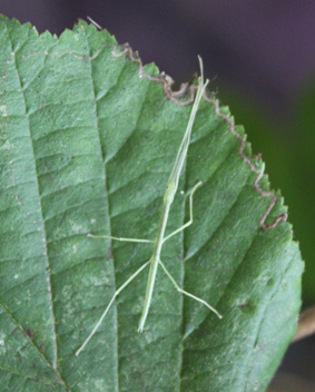 Un jeune phasme à ailes roses Sipyloidea sipylus Juvénile de Sipyloidea sipylus