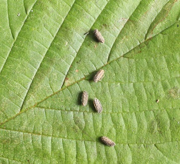 Oeufs de phasme à ailes roses Sipyloidea sipylus Les oeufs du phasme à ailes roses sont hérissé de poils