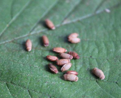 Oeufs de phasmes bleus, Achrioptera fallax Les oeufs du phasmes bleu ont une forme caractéristique de hot dog