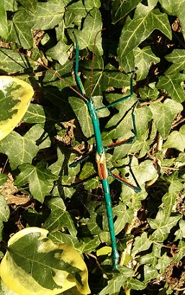 Le phasme bleu combine à la fois reproduction asexuée et sexuée Adulte mâle de phasme bleu de Madagascar