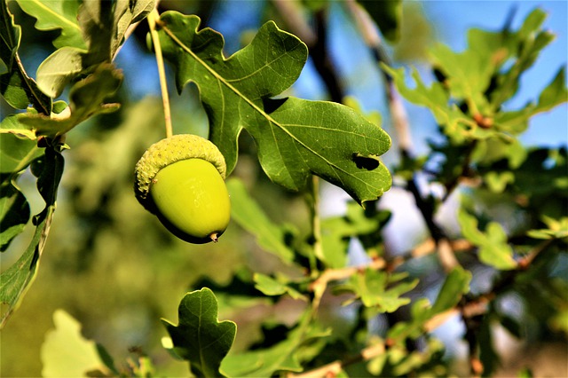 Le phasme bleu apprécie les feuilles de chêne mais peuvent se nourrir d'autres essences végétales Le chêne est consommé par le phasme bleu de Madagascar