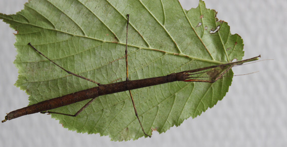 Un phasme morose adulte Adulte de phasme baton