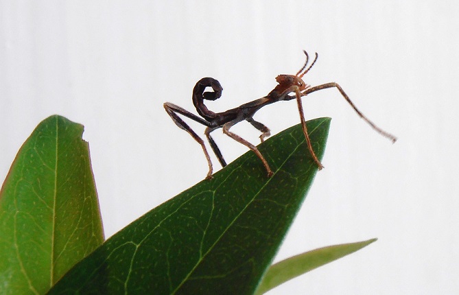 Les jeunes phasmes scorpions sont très vifs et grandissent rapidement.