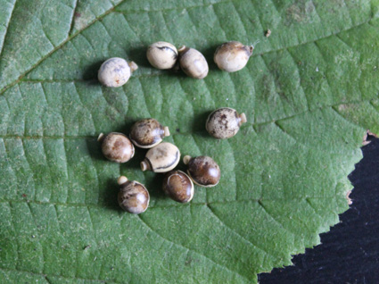 Vente De Phasme A Tiare Extatosoma Tiaratum Vente De Phasme A Tiare Extatosoma Tiaratum