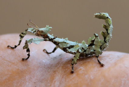 Le phasme scorpion a la possibilité de reproduire les couleurs de son environnement, ce phasme s'est développé dans un vivarium rempli de lichens.