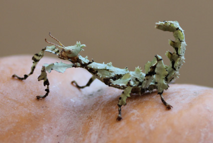 Vente De Phasme A Tiare Extatosoma Tiaratum Vente De Phasme A Tiare Extatosoma Tiaratum