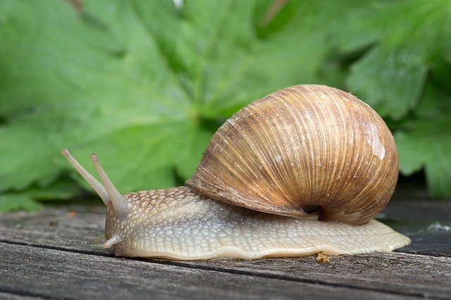 Si vous avez des escargots de Bourgogne dans votre jardin : n'appliquez pas d'anti limaces, ils sont protégés !