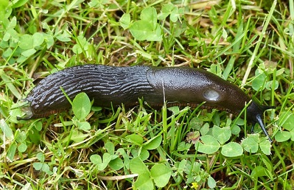 Les limaces peuvent être très problématiques au jardin potager La limace, le principal ennemi du jardinier