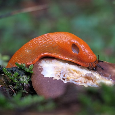 Une limace rouge dévorant un champignon