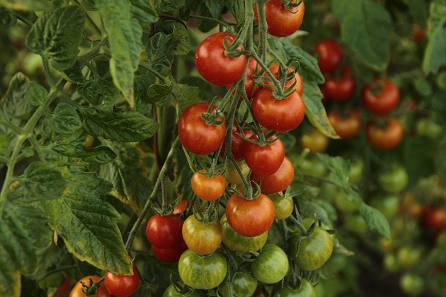 La punaise prédatrice M. pygmaeus est beaucoup plus efficace pour lutter contre les acariens sur tomates