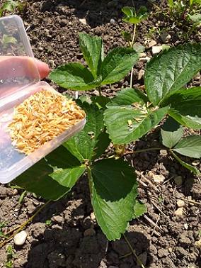 Les larves de chrysopes vertes peuvent être directement saupoudrées sur les plantes pour lutter contre les acariens