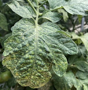 Les acariens tissent des toiles au dessus des plantes attaquées afin de se protéger de leurs prédateurs Les acariens tissent des soies qui recouvrent les plantes.