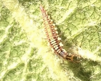 Une larve de chrysope sur une feuille de pommier au début de l'été