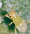 Jeune larve de Macrolophus pygmaeus