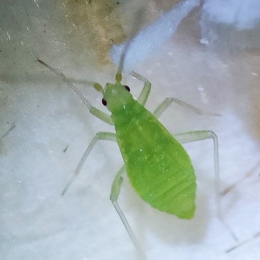 Macrolophus caliginosus L1 ou L2 Jeune larve de Macrolophus