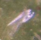 Oeuf de Macrolophus Oeuf de Macrolophus