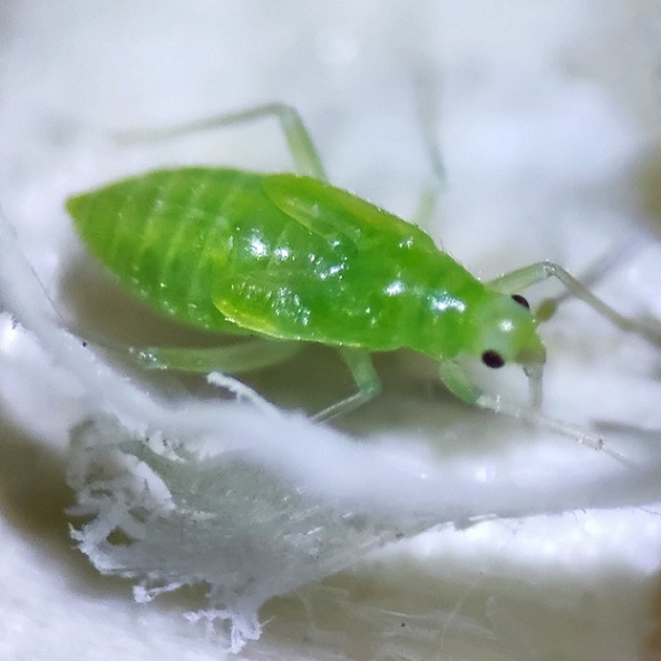 Macrolophus caliginosus L4 Dernier stade larvaire de Macrolophus pygmaeus.