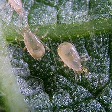 Amblyseius cucumeris un traitement biologique contre les tarsonèmes. Eliminez les tarsonèmes avec l'acarien prédateur Amblyseius cucumeris.