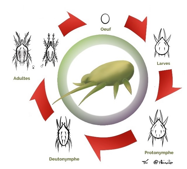 Cycle de développement de l'agent de lutte biologique : Amblyseius cucumeris. Biologie de l'acarien prédateur Amblyseius cucumeris.