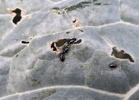 Altises noires des crucifères se nourrissant de feuilles de choux.