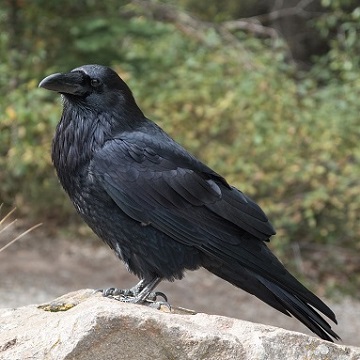 Un corbeau freu