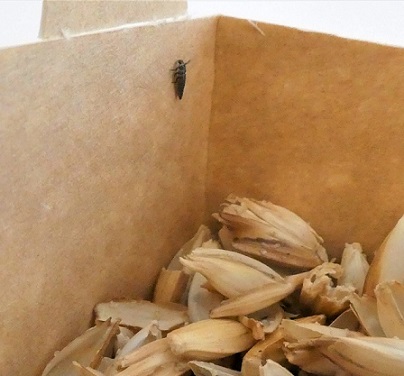 Les boîtes de lâcher d'auxiliaires de lutte biologique facilitent l'application des larves de coccinelle