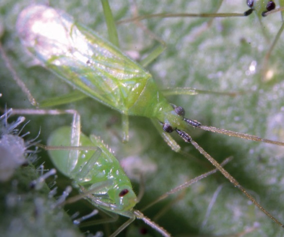 Des punaises prédatrices aux différents stades : adulte ailé et larve aptère Les différents stades des punaises prédatice de mineuse de la tomate