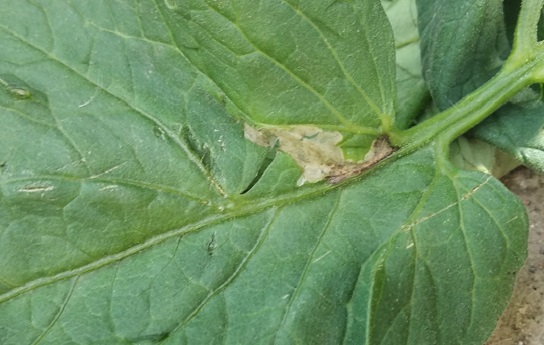 La présence de mines est le symptome caractéristique de la présence de mineuse de la tomate Mine de tuta absoluta sur feuille de tomate