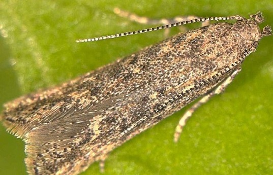 Tuta absoluta adulte Papillon de tuta absoluta