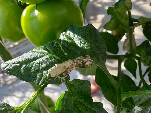 Dégâts de la mineuse de la tomate sur les feuilles Dégâts apparents de Tuta absoluta sur une feuille