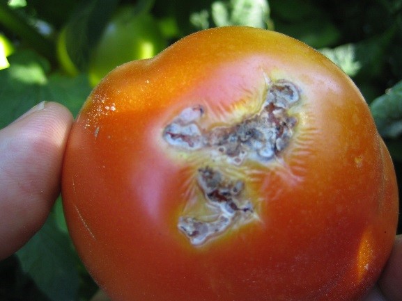 La mineuse de la tomate s'attaque aussi bien aux feuilles qu'aux fruits et peut être responsable d’énormes pertes Des dégâts sur les fruits sont bien souvent constatés aussi