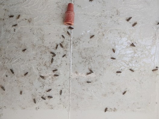 Les pièges englués utilisés traditionnellement contre la mineuse de la tomate génèrent beaucoup plus de déchets que ce piège Ce piège est beaucoup plus écologique que ceux englués